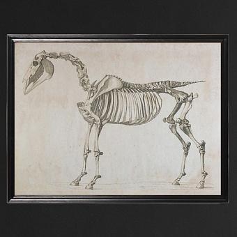 Картина-принт Animal Horse Skeleton дуб Black Oak