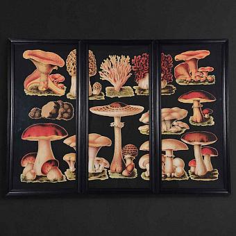 Модульная картина-принт Set Of 3 Mushrooms дуб Black Oak