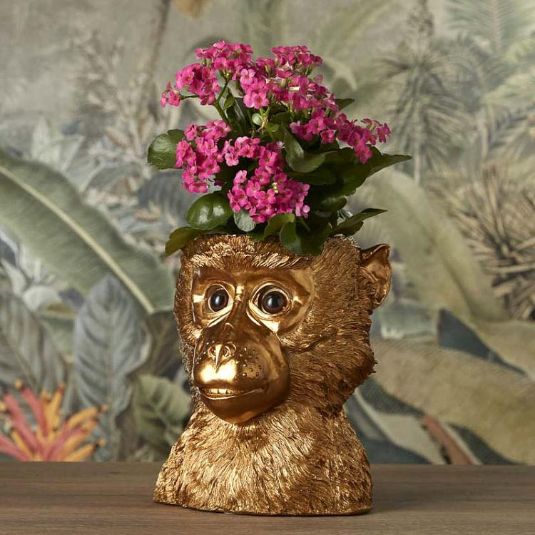 Flower Pot Golden Ape