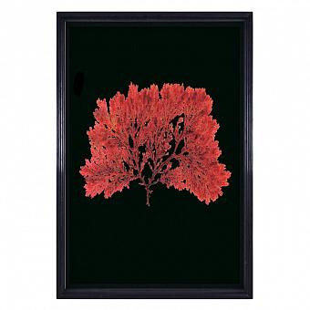 Картина-принт Sealife Red Flat дуб Black Oak