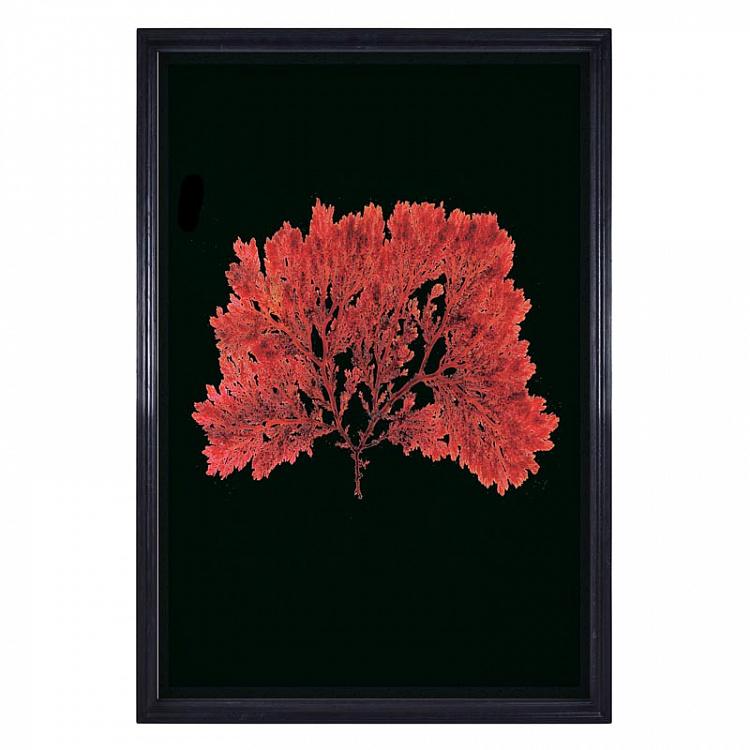 Картина-принт Красное растение, серия Морская жизнь Sealife Red Flat