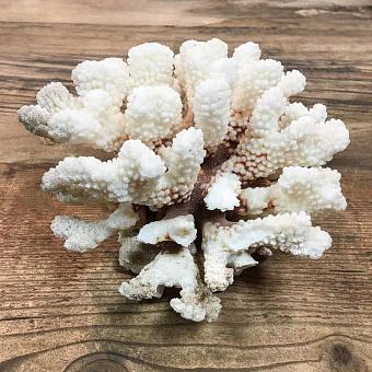 Винтажный коралл Vintage Coral 14