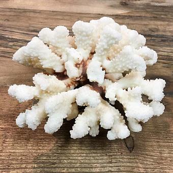 Винтажный коралл Vintage Coral 13