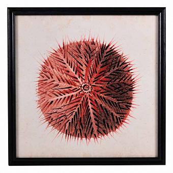 Картина-принт Urchin Red дуб Black Oak