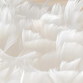 перья White Feathers
