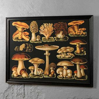 Картина-принт Mushrooms дуб Black Oak
