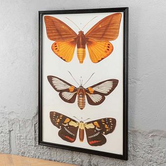 Картина-принт Entomology Three Butterflies дуб Black Oak
