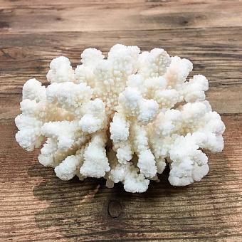 Винтажный коралл Vintage Coral 12