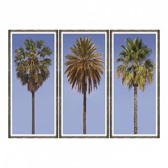 Модульный фото-принт Set Of 3 Tall Palms, Pewter Frame